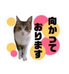 かわいいの天才 敬語編（個別スタンプ：28）