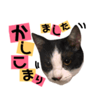 かわいいの天才 敬語編（個別スタンプ：29）