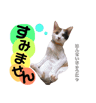 かわいいの天才 敬語編（個別スタンプ：34）