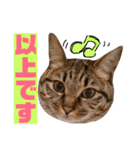 かわいいの天才 敬語編（個別スタンプ：36）
