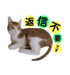 かわいいの天才 敬語編（個別スタンプ：38）