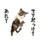 うちの子達と。（個別スタンプ：31）