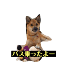 雑種のしょうちゃん（個別スタンプ：6）