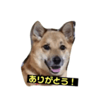 雑種のしょうちゃん（個別スタンプ：11）