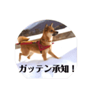 雑種のしょうちゃん（個別スタンプ：14）