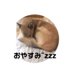 雑種のしょうちゃん（個別スタンプ：15）