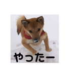 雑種のしょうちゃん（個別スタンプ：16）