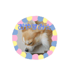 チワワの麿くん♡（個別スタンプ：3）