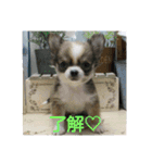 チワワの麿くん♡（個別スタンプ：4）