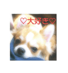 チワワの麿くん♡（個別スタンプ：7）