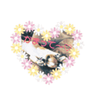 チワワの麿くん♡（個別スタンプ：11）