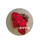 めんこちゃんダックス（個別スタンプ：1）