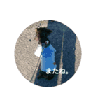 めんこちゃんダックス（個別スタンプ：3）