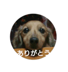 めんこちゃんダックス（個別スタンプ：4）