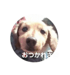 めんこちゃんダックス（個別スタンプ：5）