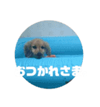 めんこちゃんダックス（個別スタンプ：7）