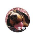 めんこちゃんダックス（個別スタンプ：9）
