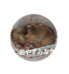 めんこちゃんダックス（個別スタンプ：11）