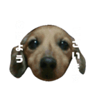 めんこちゃんダックス（個別スタンプ：14）