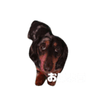 めんこちゃんダックス（個別スタンプ：16）