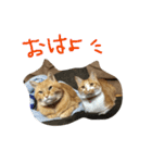 ちゃとら (エグ＆ダブル)（個別スタンプ：1）