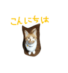 ちゃとら (エグ＆ダブル)（個別スタンプ：2）