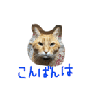 ちゃとら (エグ＆ダブル)（個別スタンプ：3）