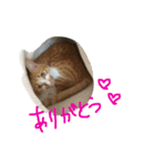 ちゃとら (エグ＆ダブル)（個別スタンプ：4）