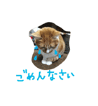 ちゃとら (エグ＆ダブル)（個別スタンプ：5）
