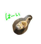 ちゃとら (エグ＆ダブル)（個別スタンプ：8）