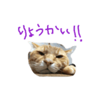 ちゃとら (エグ＆ダブル)（個別スタンプ：11）