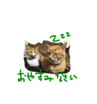 ちゃとら (エグ＆ダブル)（個別スタンプ：14）