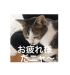 ねこ_だらけ_にゃん3（個別スタンプ：1）