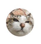 ねこ_だらけ_にゃん3（個別スタンプ：2）