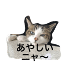 ねこ_だらけ_にゃん3（個別スタンプ：3）