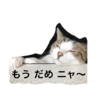 ねこ_だらけ_にゃん3（個別スタンプ：4）