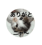 ねこ_だらけ_にゃん3（個別スタンプ：5）
