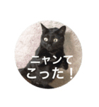 ねこ_だらけ_にゃん3（個別スタンプ：6）