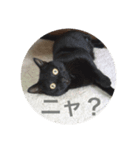 ねこ_だらけ_にゃん3（個別スタンプ：7）