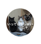 ねこ_だらけ_にゃん3（個別スタンプ：8）
