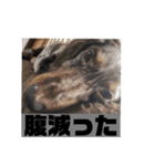 コロ助時々まろん（個別スタンプ：2）