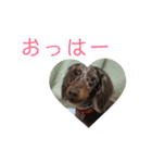 コロ助時々まろん（個別スタンプ：4）