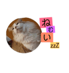 コロ助時々まろん（個別スタンプ：7）