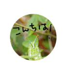 イモムシケムシスタンプ（個別スタンプ：2）