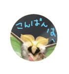 イモムシケムシスタンプ（個別スタンプ：3）
