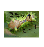 イモムシケムシスタンプ（個別スタンプ：8）