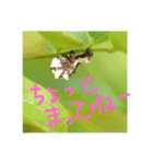 イモムシケムシスタンプ（個別スタンプ：14）
