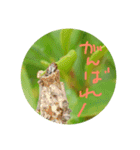 イモムシケムシスタンプ（個別スタンプ：15）