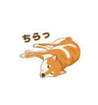 柴犬 あっち（個別スタンプ：1）