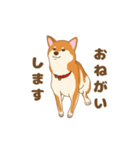 柴犬 あっち（個別スタンプ：2）